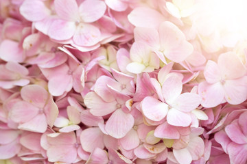 Obraz premium Hydrangea with sunlight for background. Selective Focus.