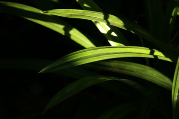 pandan leaf