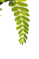 tamarind leaf