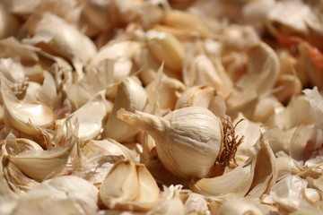 garlic on white background