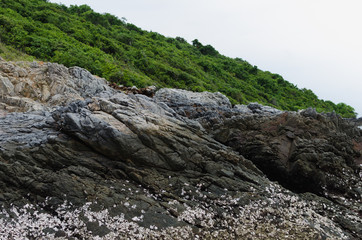 mountain rock with green tree