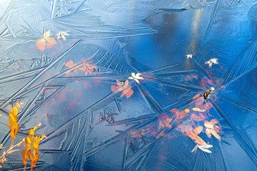 Colorful autumn leaves frozen in ice. Natural autumn background with first ice on the surface of the water
