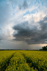 Rapeseed field scape