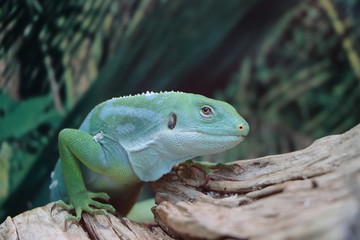 Iguana is sitting on a tree branch.