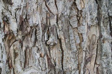 The Beautiful tree bark