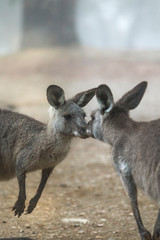 Kissing kangaroos