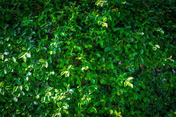 Fototapeta na wymiar The background image is a small, bright green tree.