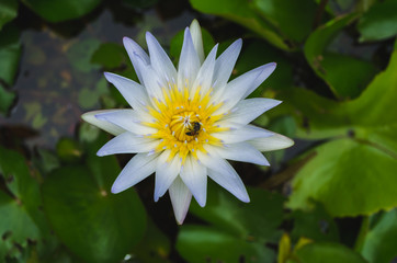 The White lotus flower with bee