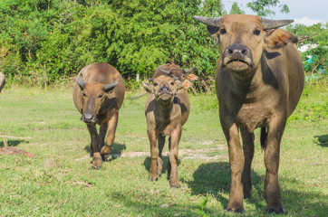 The buffalo is looking for its mother