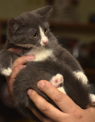 kitten in hands with a frightened muzzle