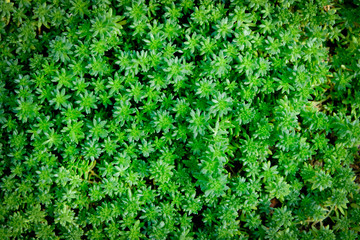 Fototapeta premium The background image is a small, bright green tree.