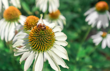 Makro of honey bee collecting nectar and pollen on white flower with yellow center. Echinacea flowers. Nature background.