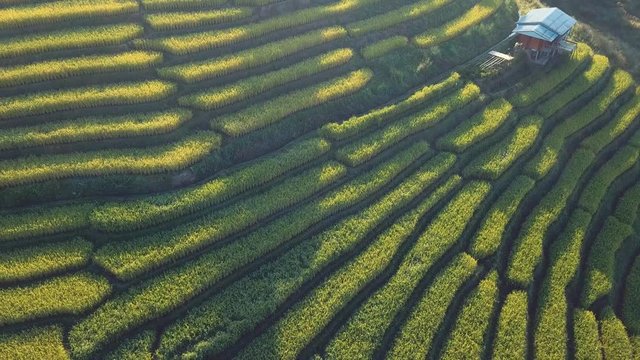 Rice terrace fields or Ladder rice field in aerial view at Pabongpeang , Maejam Village , Chaingmai Province of Thailand 