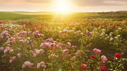 Poster Struiken met mooie rozen buiten op zonnige dag © New Africa