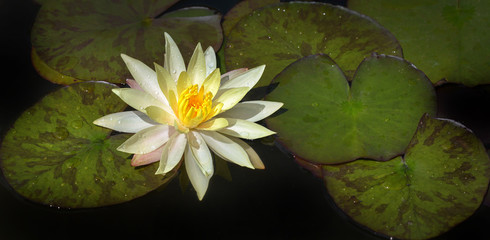 gelbe Seerose Banner © Rebel