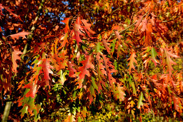 liście dębu czerwonego jesienią