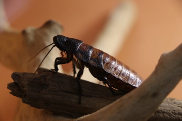 Madagascar cockroach sits on a tree branch.