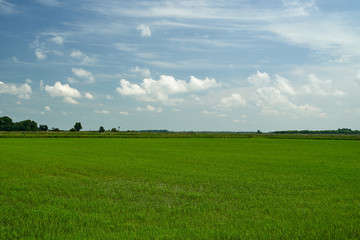 Rice field. Young rice shoots. Sprouted Rice. Sprouted Fig.