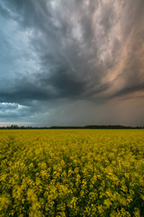 Rapeseed field scape