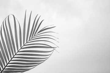Coconut leave black and white on the gray background,palm trees with shadow.
