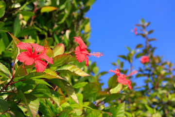 ハイビスカス