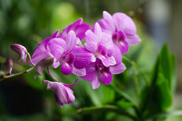 Fototapeta na wymiar Purple orchids bloom in the garden