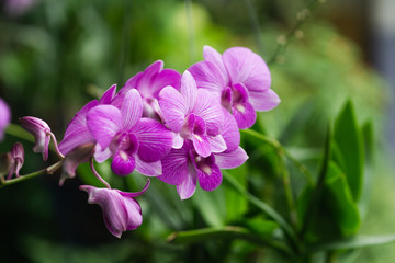 Naklejka na ściany i meble orchid flowers blooming in garden