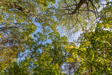 Autumn leaves of tree. Fall natural background of yellow orange green foliage. Scenic nature backdrop of autumn leaves. Autumn leafage tree. Colorful variegated foliage in sunlight