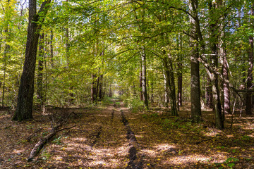 Fototapeta premium Low angle view of a road in the middle of a forest Trees forming a tunnel over a road in autumn. Ukraine