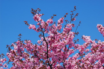 エゾヤマザクラの花と青空002