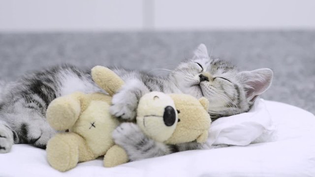 Cute baby kitten sleeping with toy bear