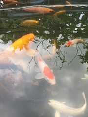 Goldfish habitat in the pond during the day
