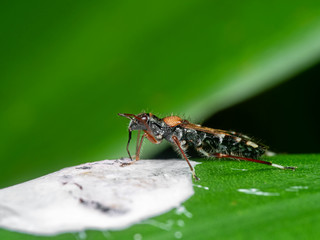 Macro Photo of Assassin Bug Eating Bird Poop on Green Leaf