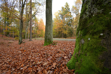 Autumn scenery with mossy trees and withered leaves