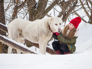 A beautiful girl in a red hat strokes a large white thoroughbred dog for a walk on a winter day. Alabai dog