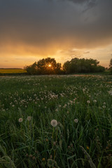 Dandelion field at sunset time
