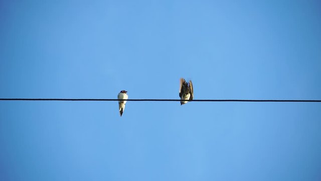 birds couple, Two birds in love, swallows on the wire with blue background, two birds perched on a cable preening