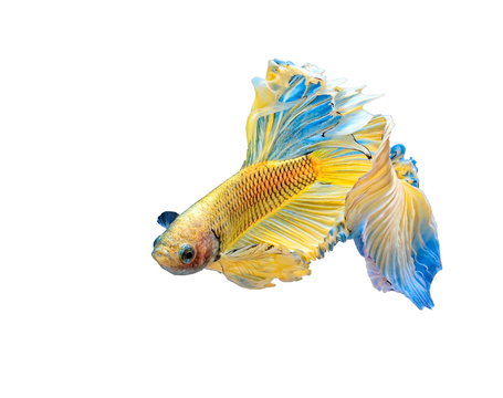 recommend clip art: Siamese fighting fish, Betta splendens, colorful fish on a White background with clipping path, Halfmoon