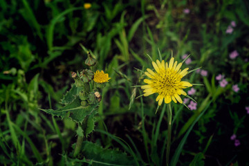 Yellow colored wildflower in the green weeds isolated and offset to the right.