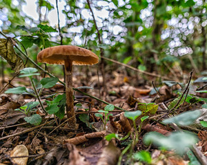 Pilz einzeln