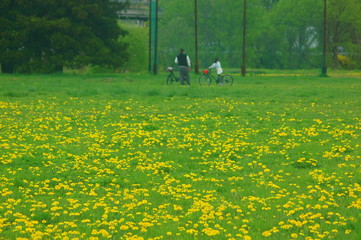 タンポポの花と親子