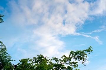 Green tree tops, Dark clouds burst before the rain