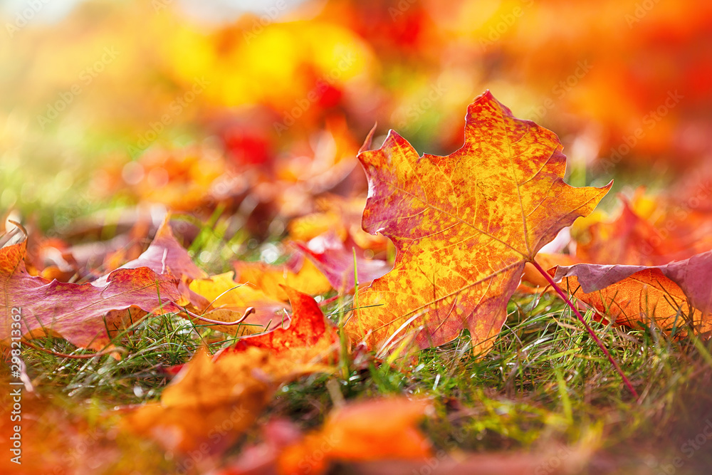 Wall mural closeup of colorful autumn maple tree leaves on the ground. fall nature background with copy space.