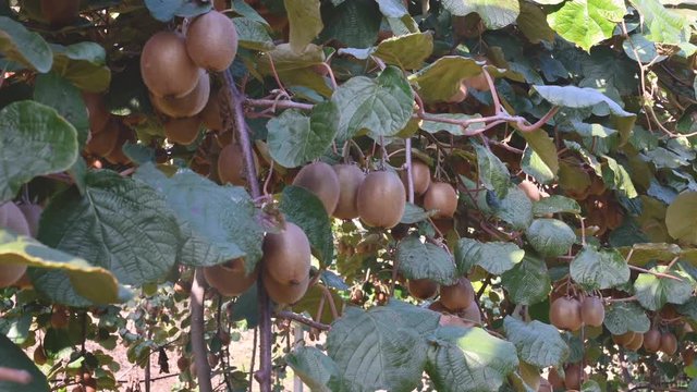 Kiwi on a kiwi tree plantation with with huge clusters of fruits. Garden with trees and organic fruits. Solar light and leaf movement.