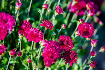 Bouquet of purple chrysanthemums shot close-up 