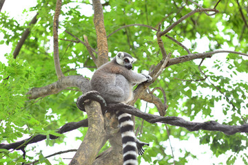 Lemur on The Tree at Open Zoo