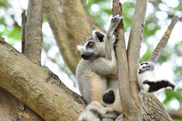 Lemur on The Tree at Open Zoo