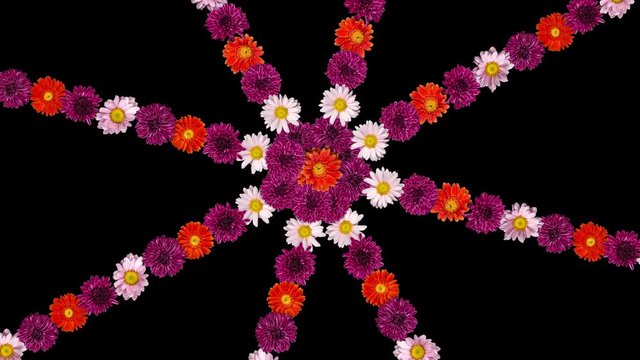 Colorful flowers  pattern background