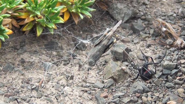 Black widow spider wrapping in its web a recently captured grasshopper.