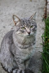 Obraz premium grey domestic cat
